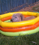 Dog in Pool